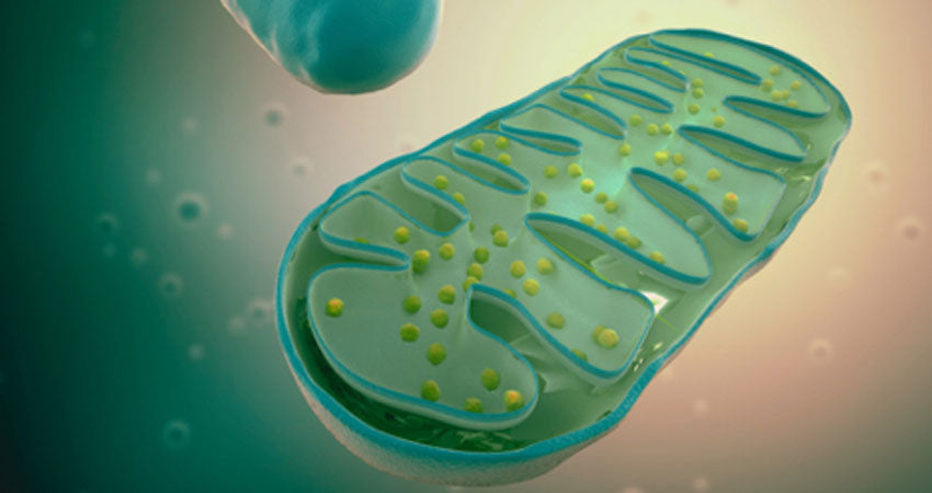 Mitochondria and Cellular Health: Exploring Their Role in Disease Prevention