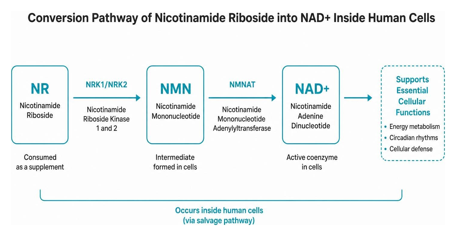 Nicotinamide Riboside Benefits, Safety, and Dosage Explained