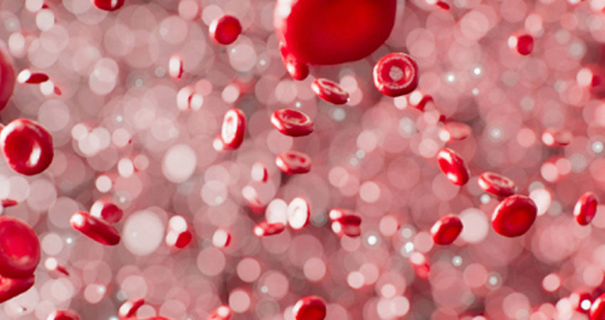 An Inside Look Into The Relationship Between The Mitochondria And Energy