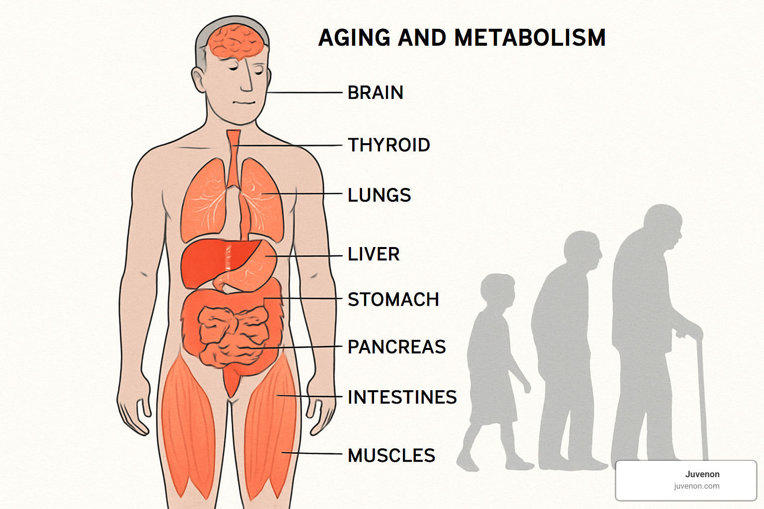 Feeling Sluggish? Here's How Age Affects Your Metabolism