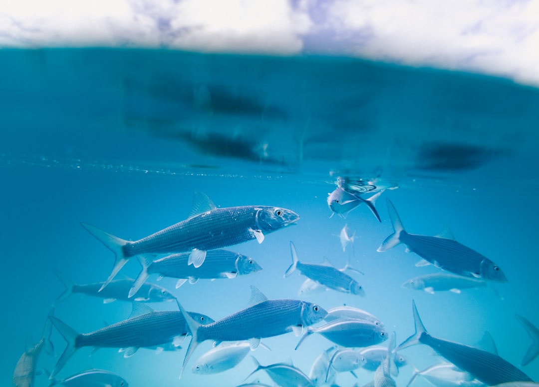 The Deep Sea Truth About Fish Oil and Vascular Health