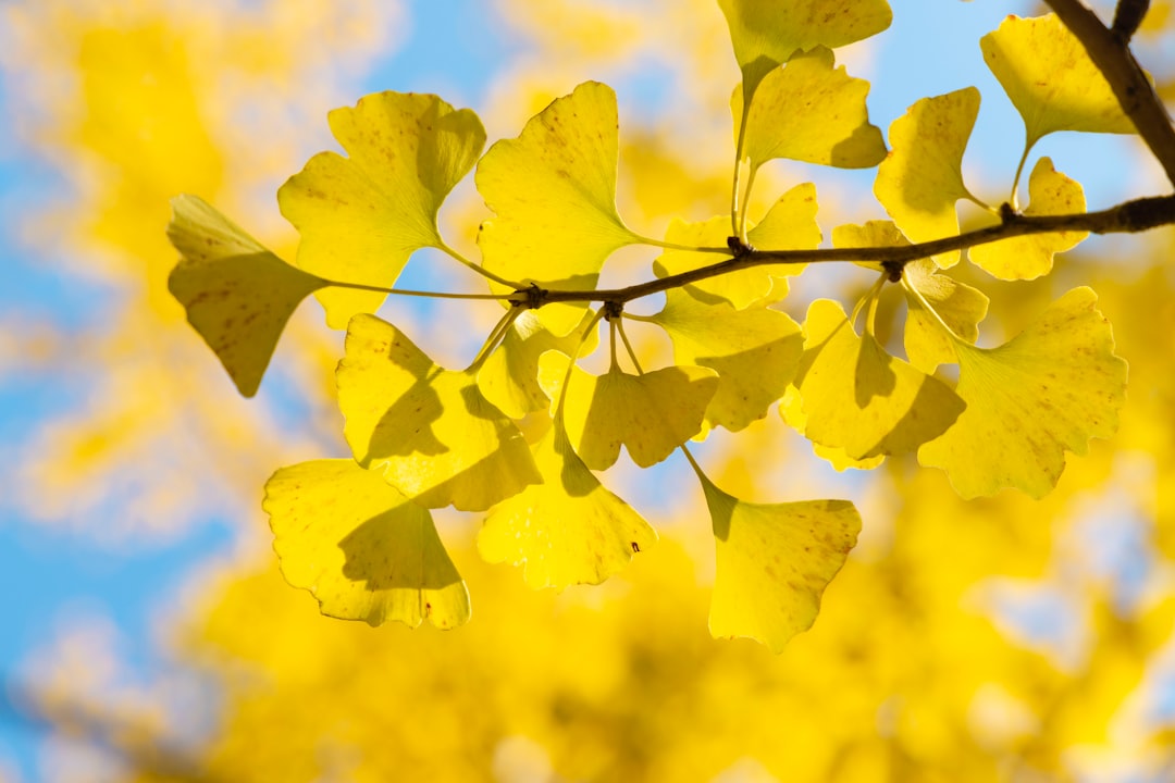 Ginkgo Biloba for Circulation: What the Clinical Research Actually Shows